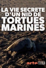 دانلود فیلم Turtle Beach سال 2019 - ساحل لاکپشتها
