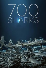 700 Sharks 2018