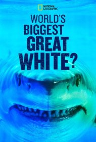 دانلود فیلم World's Biggest Great White? سال 2019 - بزرگترین کوسه سفید جهان؟