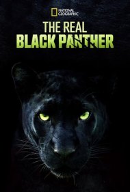 دانلود فیلم The Real Black Panther سال 2020 - پلنگ سیاه واقعی