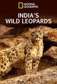 دانلود فیلم India's Wild Leopards سال 2020 - پلنگهای وحشی هند
