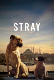 دانلود فیلم Stray سال 2020 - ولگرد