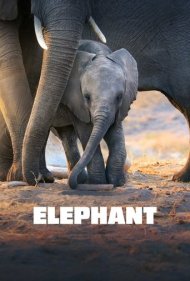 دانلود دوبله فارسی فیلم Elephant سال 2020 - فیل