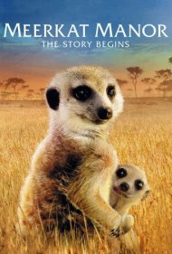 دانلود فیلم Meerkat Manor: The Story Begins سال 2008 - قلمرو دمعصاییها: داستان آغاز میشود