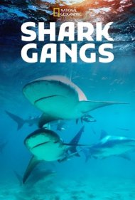 دانلود فیلم Shark Gangs سال 2021 - باندهای کوسه
