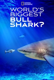 دانلود فیلم World's Biggest Bull Shark? سال 2021 - بزرگترین کوسه گاوی جهان؟