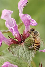 دانلود فیلم Tagebuch einer Biene سال 2021 - دفتر خاطرات یک زنبور