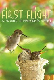 دانلود فیلم First Flight: A Mother Hummingbird's Story سال 2009 - اولین پرواز: داستان یک مادر مرغ مگسخوار