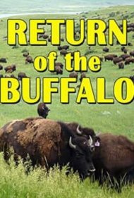 دانلود فیلم The Return of the Buffalo: Restoring the Great American Prairie سال 2008 - بازگشت بوفالو: احیای دشت بزرگ آمریکا