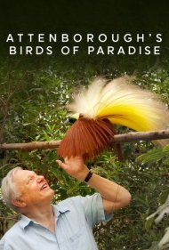 Birds of Paradise 2010