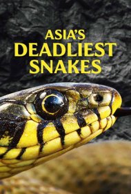 دانلود فیلم Asia's Deadliest Snakes سال 2010 - مرگبارترین مارهای آسیا