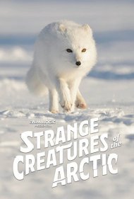 دانلود فیلم Strange Creatures of the Arctic سال 2022 - موجودات عجیب قطب شمال