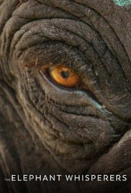 دانلود فیلم The Elephant Whisperers سال 2022 - نجواگران فیل