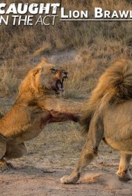دانلود فیلم Caught in the Act: Lion Brawl سال 2012 - شکار لحظهها: نبرد شیرها