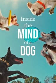 دانلود فیلم Inside the Mind of a Dog سال 2024 - درون ذهن یک سگ
