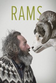 دانلود دوبله فارسی فیلم Rams سال 2015 - قوچ ها
