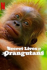 دانلود فیلم Secret Lives of Orangutans سال 2024 - رازهای زندگی اورانگوتان‌ها