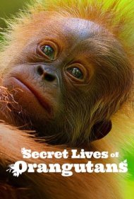 دانلود فیلم Secret Lives of Orangutans سال 2024 - رازهای زندگی اورانگوتان‌ها