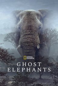 تماشای آنلاین فیلم Ghost Elephants - فیل‌های شبح‌گونه