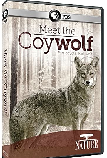 Nature: Meet the Coy-wolf 2014