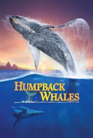 دانلود فیلم Humpback Whales سال 2015 - نهنگ‌های گوژپشت