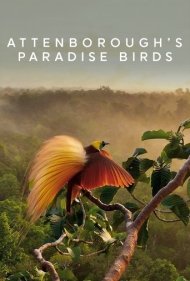 دانلود فیلم Attenborough's Paradise Birds سال 2015 - پرندگان بهشتی اتنبرو