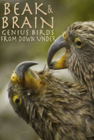 دانلود فیلم Beak & Brain - Genius Birds from Down Under سال 2013 - منقار و مغز: پرندگان نابغه نیمکره جنوبی