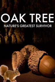 دانلود فیلم Oak Tree: Nature's Greatest Survivor سال 2015 - درخت بلوط: بزرگ‌ترین بازمانده طبیعت