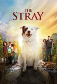 دانلود فیلم The Stray سال 2017 - سگ ولگرد