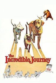 دانلود فیلم The Incredible Journey سال 1963 - سفر باورنکردنی