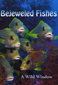 دانلود فیلم Wild Window: Bejeweled Fishes سال 2016 - پنجره وحش: ماهیهای جواهرنشان