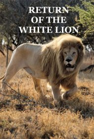 Return of the White Lion 2008