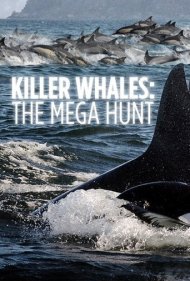 دانلود فیلم Killer Whales: the Mega Hunt سال 2016 - نهنگهای قاتل: شکار بزرگ
