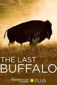 دانلود فیلم The Last Buffalo سال 2017 - آخرین بوفالو