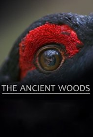 دانلود فیلم The Ancient Woods سال 2017 - جنگل های باستانی