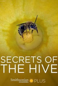 دانلود فیلم Secrets of the Hive سال 2015 - رازهای کندو