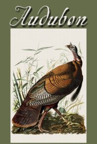دانلود فیلم Audubon سال 2017 - اودوبان