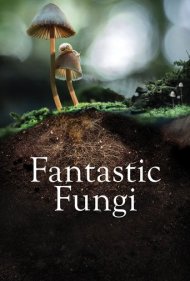 دانلود فیلم Fantastic Fungi سال 2019 - قارچ های فوق العاده  