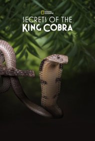 دانلود فیلم Secrets of the King Cobra سال 2010 - رازهای شاه کبرا